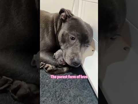 A mother’s love knows no species.❤️#motherlove #animals #love #wholesome #animallife #foryou #fyp