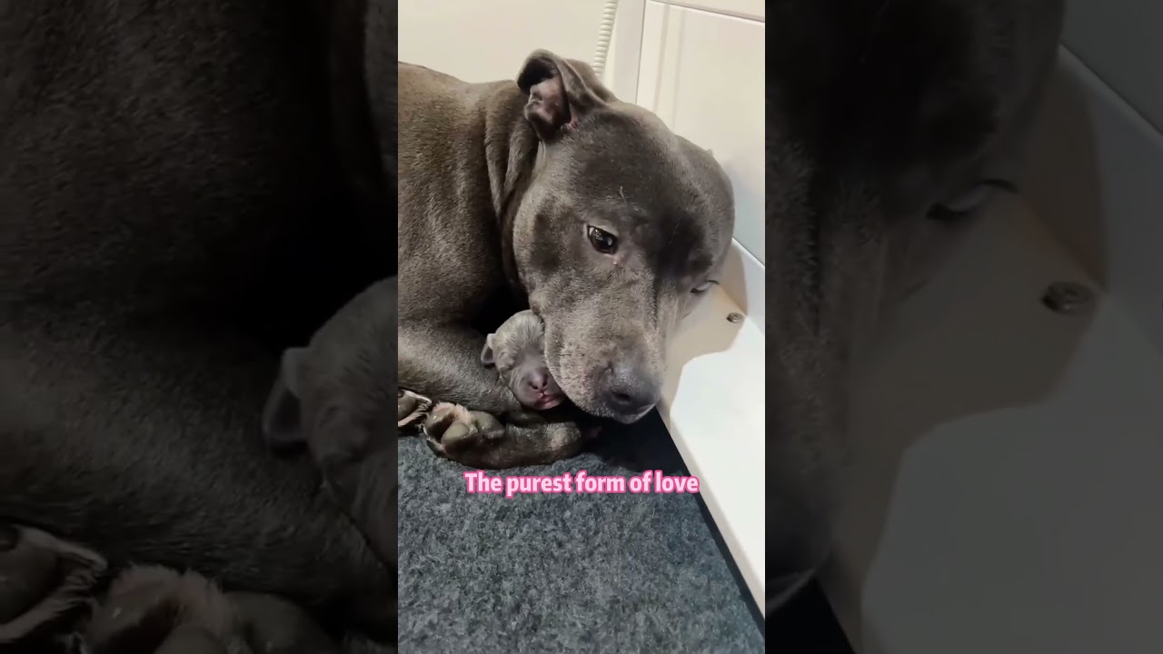 Mother's Love Knows No Species ❤️