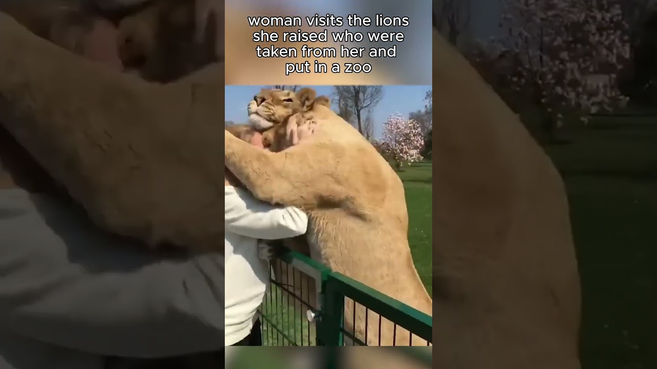Lions Reunited with Owners After Years 🦁