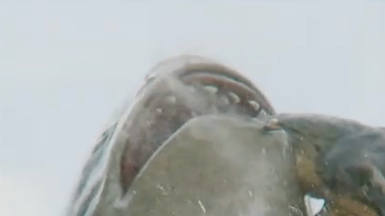 The Meg vs. T-Rex: Who Wins? 🦖