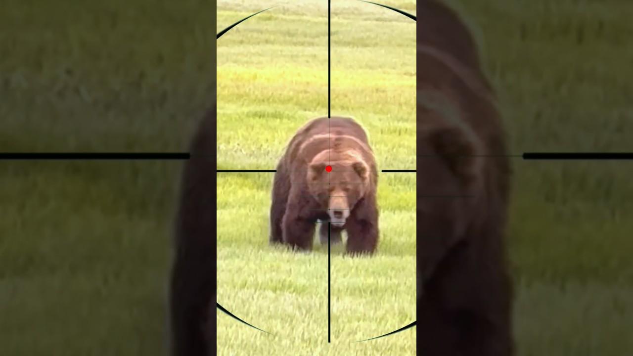 Epic Bear Hunt: Patience, Precision & Respect for Nature π»