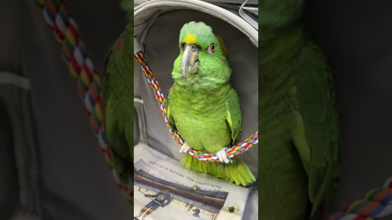 Viral Video: Jolene the Yellow Naped Amazon Parrot 🦜