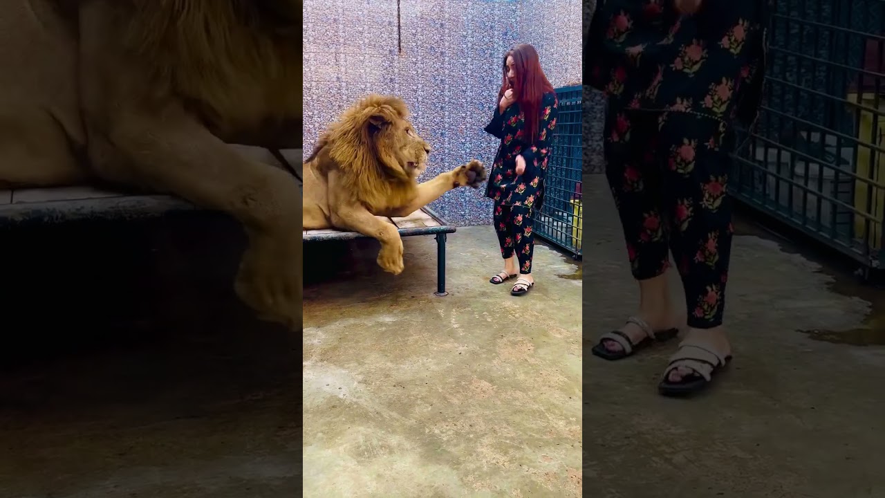 Mufasa's Bold Escape! 🦁 Watch the Wild Side of Mian Saqib