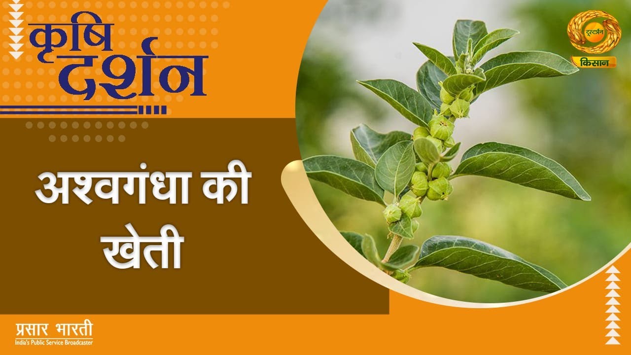 Krishi Darshan: Ashwagandha Cultivation | DD Kisan