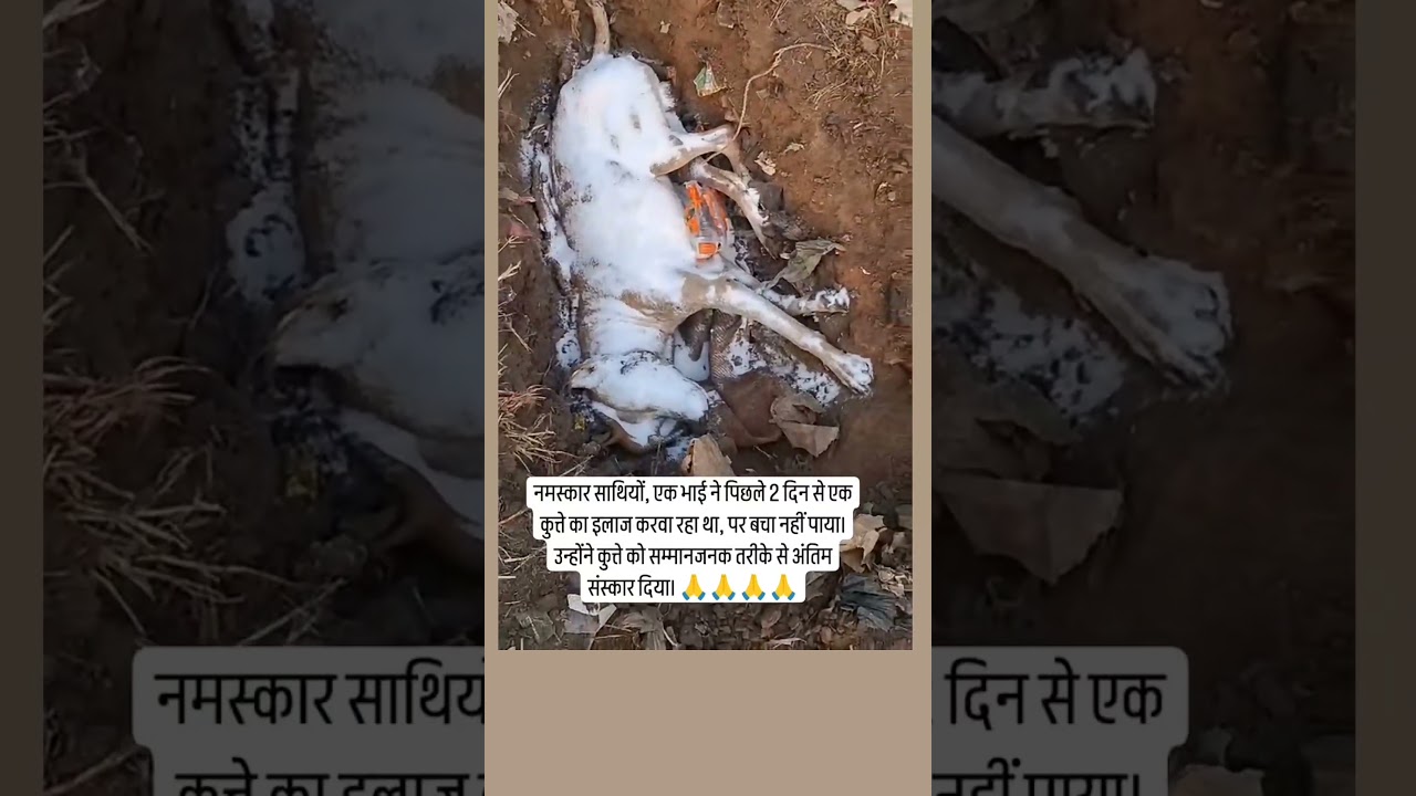 सावधानी से ड्राइव करें: सड़क पर जिम्मेदारी का परिचय 🚗