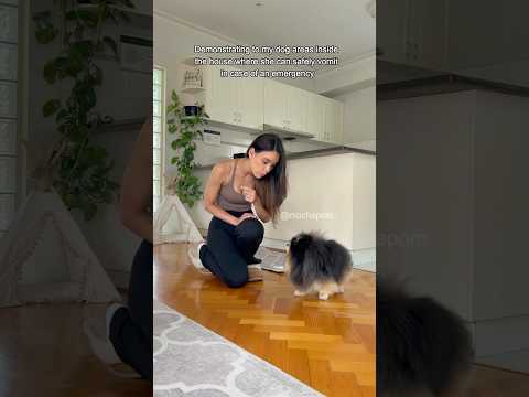 The reality of accidents with dogs π₯² #pomeranian #dog