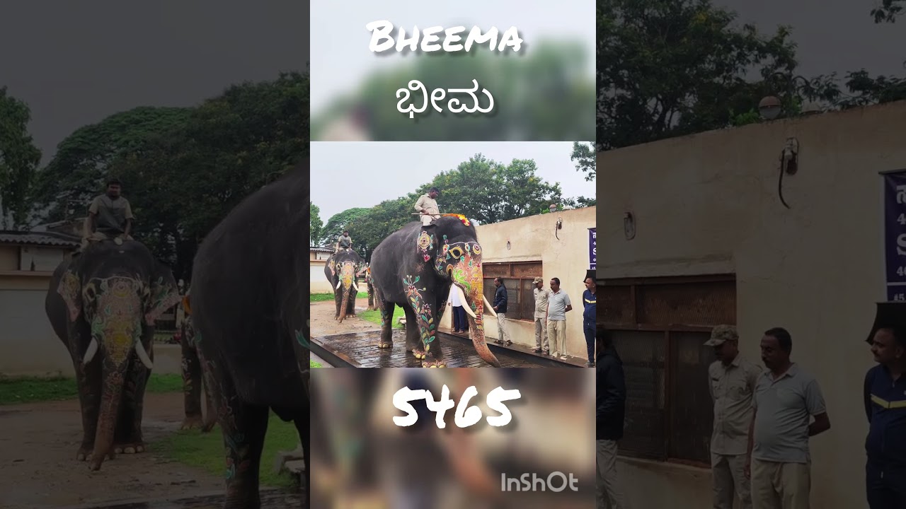 Dasara 2025 Elephant Weight Check: Bheema 🐘