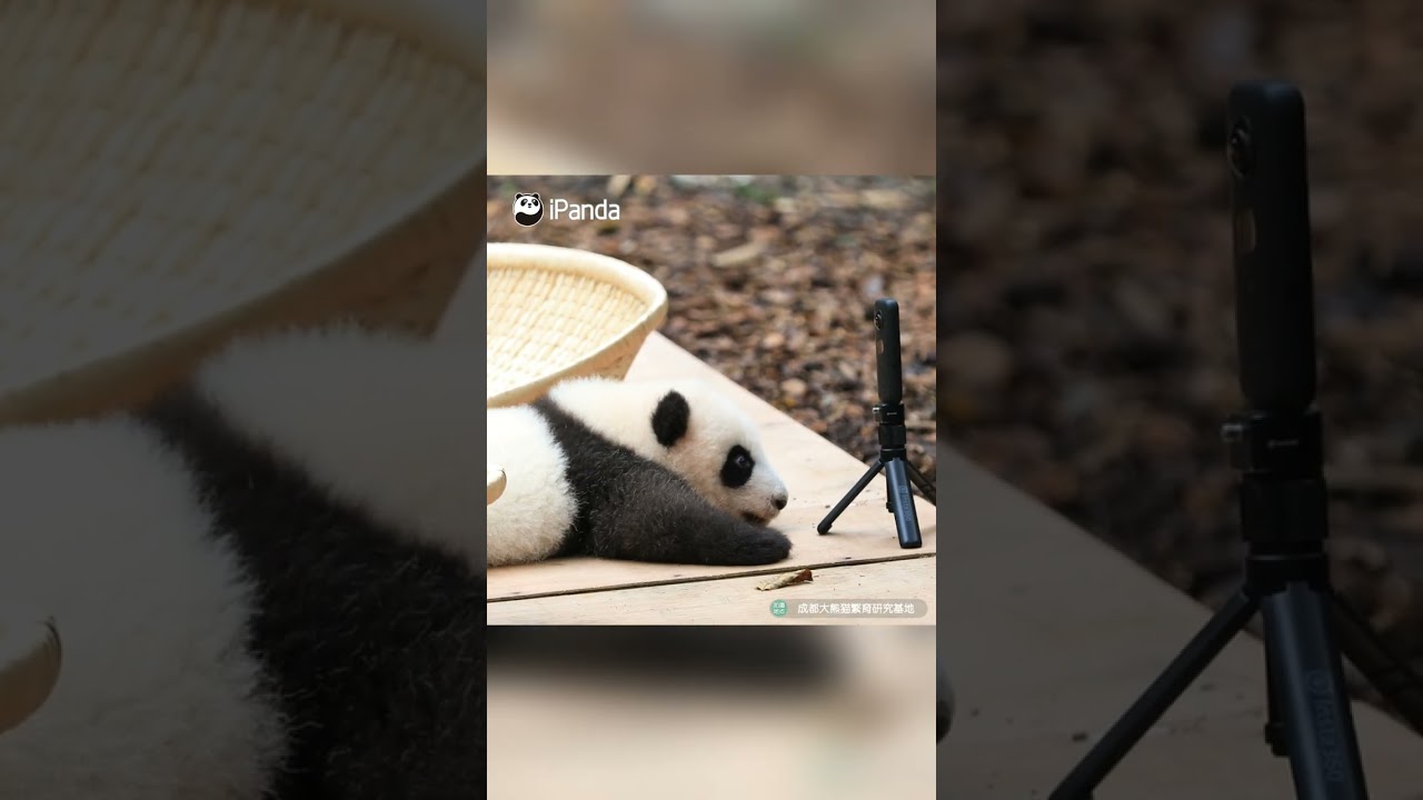 Panda Live Stream | iPanda 🐼