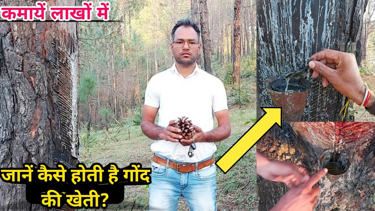 गोंद की खेती कैसे होती है? Gum Cultivation | Gum farming | Gond ki kheti👍लाखों कमायें बिना कोई खर्च