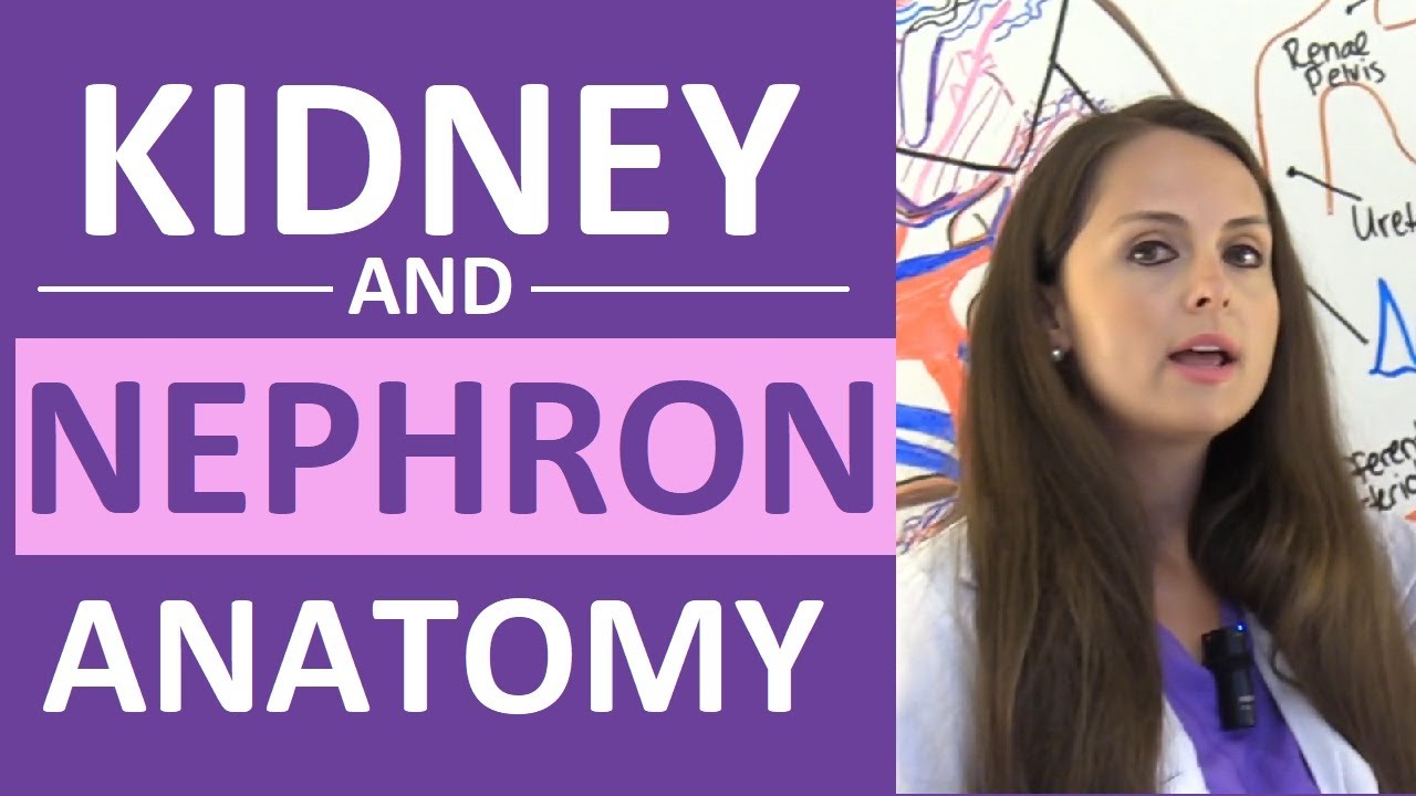 Kidney & Nephron Anatomy & Function 🩺