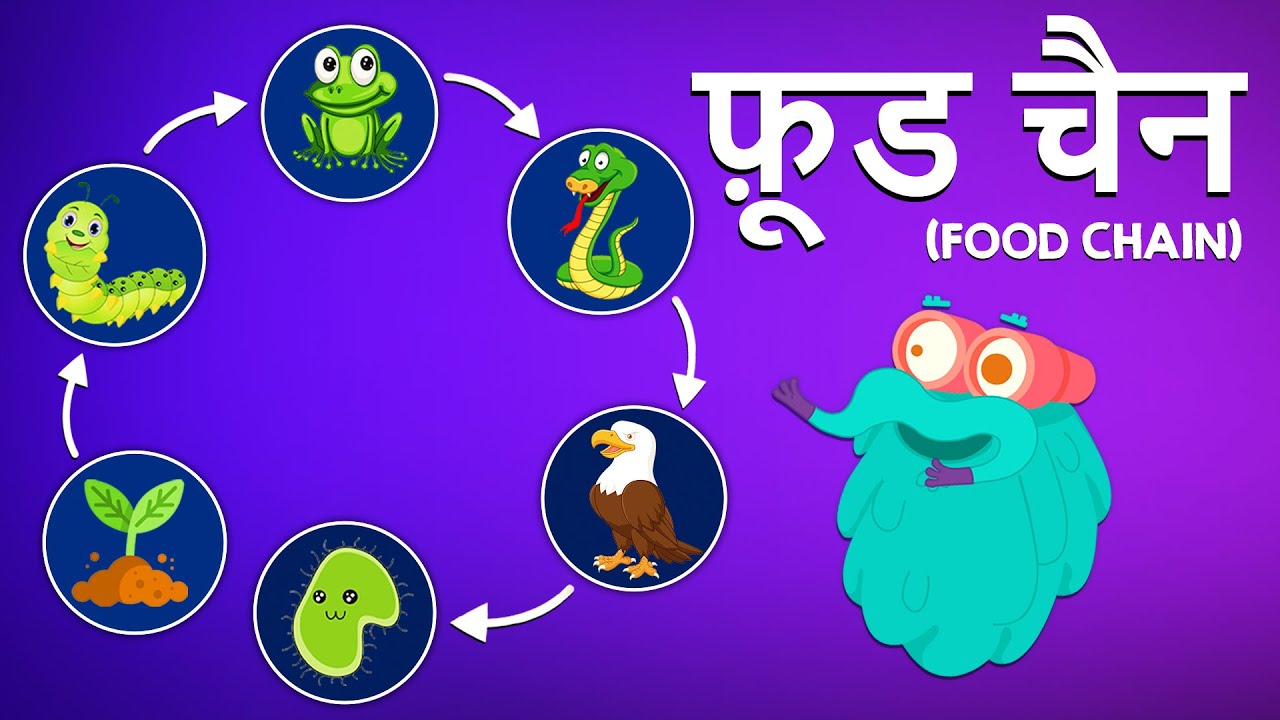 खाद्य श्रृंखला का परिचय | Dr.Binocs Show 🍽️