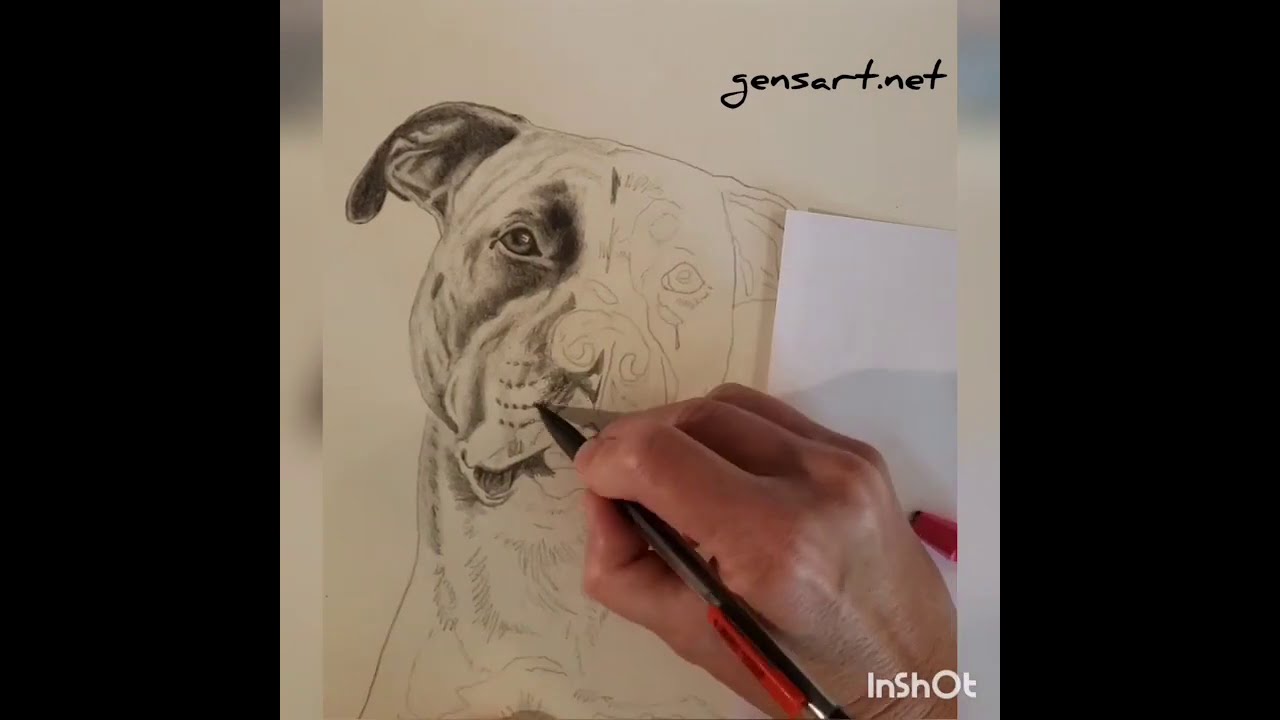 Time-Lapse of Hand-Drawn Pitbull Portrait 🖊️