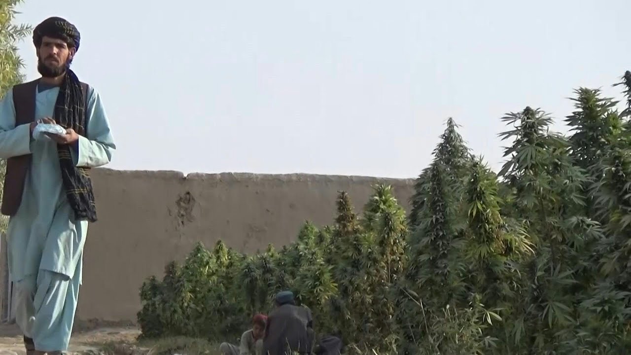Taliban's Cannabis Policy Remains Unchanged 🌿