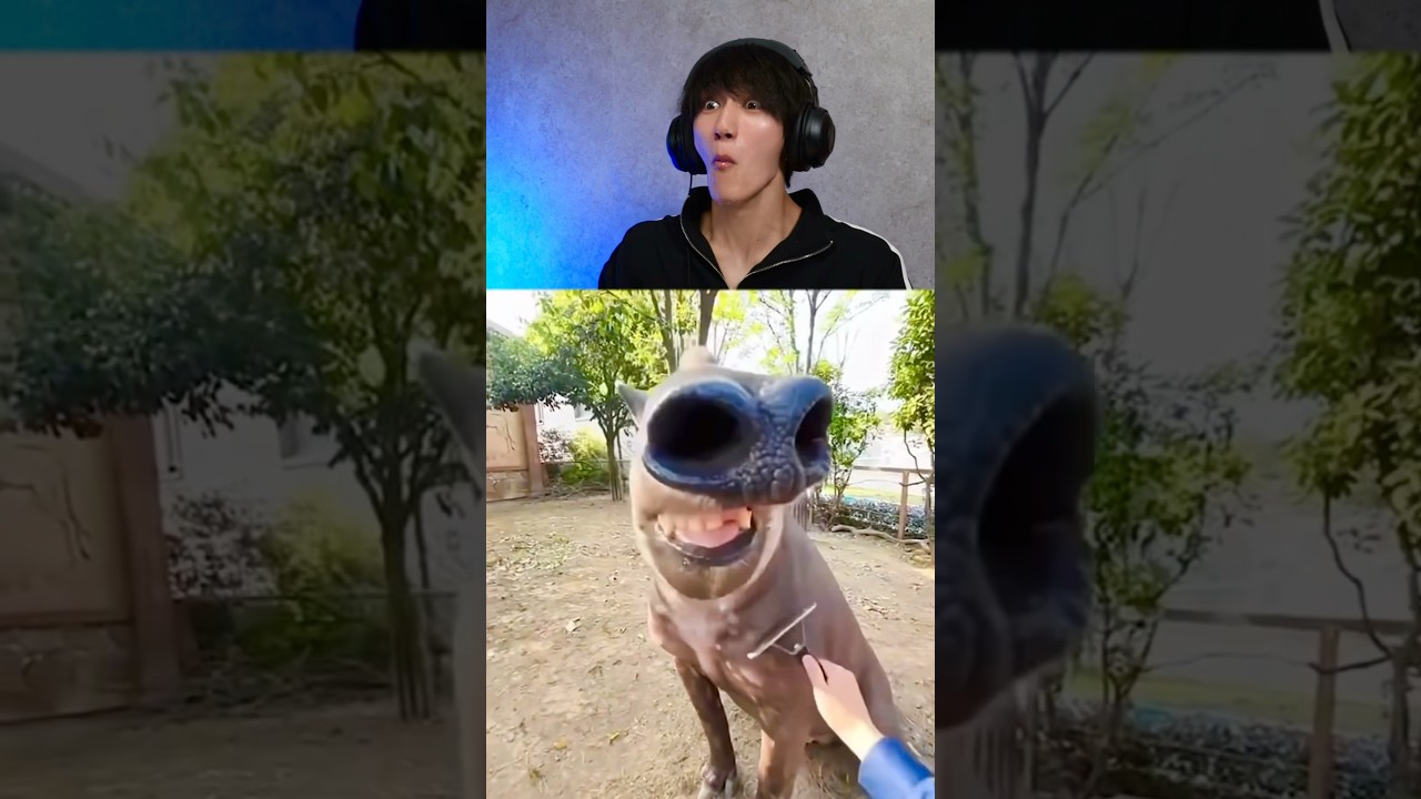 😂 Try Not to Laugh Challenge | Hilarious Moments on ISSEI Channel!