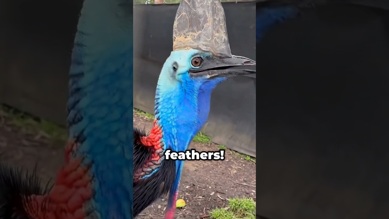 Top 5 Most Dangerous Birds in the World 🦅