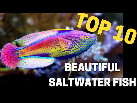 Top 10 most beautiful saltwater fish in the reefing hobby