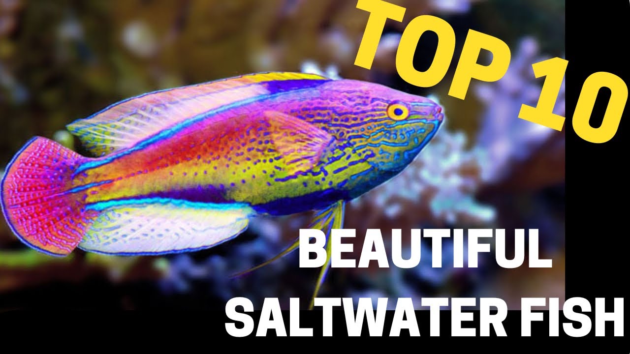Top 10 Most Stunning Saltwater Fish for Reef Enthusiasts 🌊