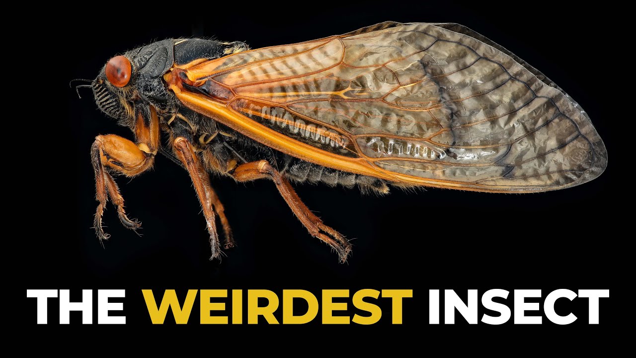 The Fascinating Biology of Cicadas 🦗