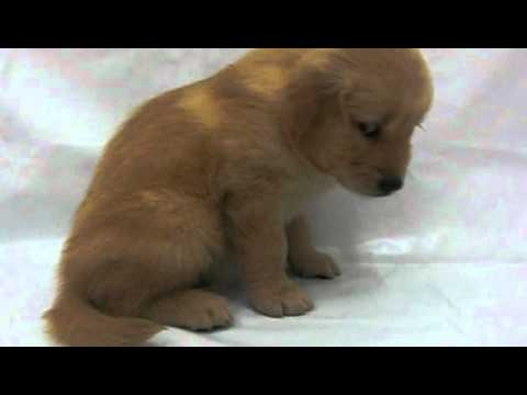 25940 ゴールデンレトリバー男の子🐶