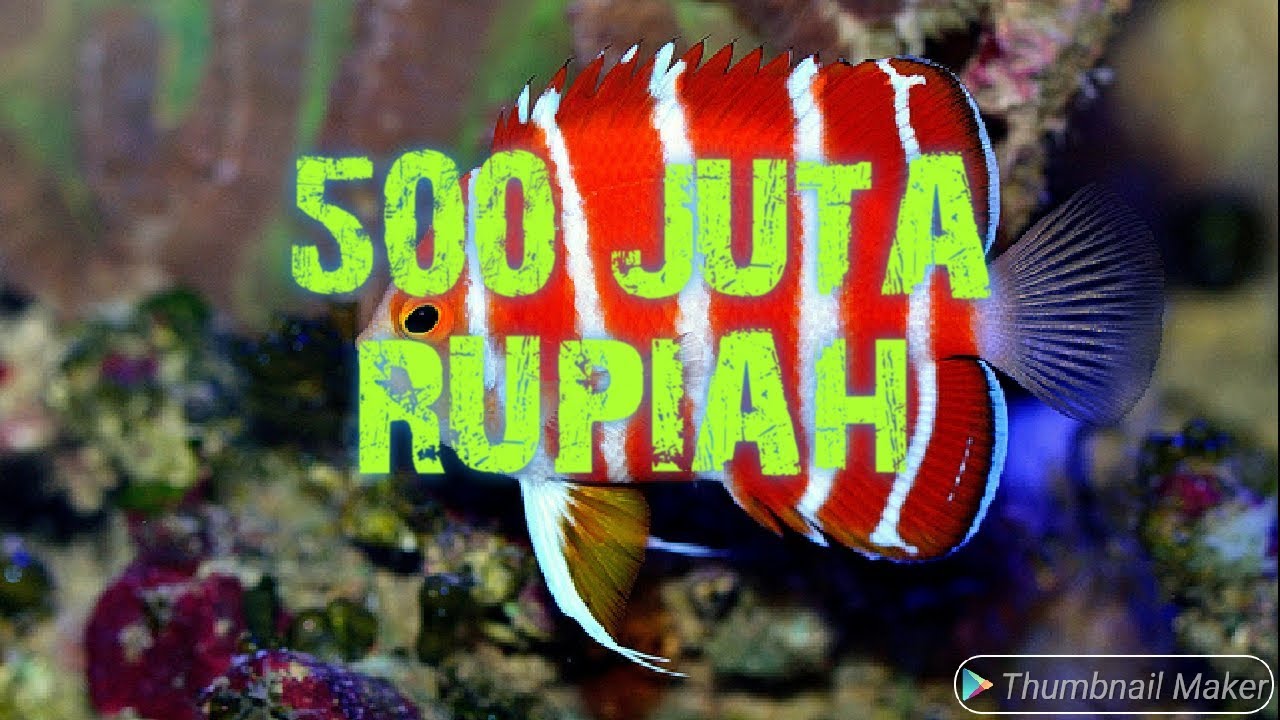 10 JENIS ikan hias laut PALING MAHAL di dunia