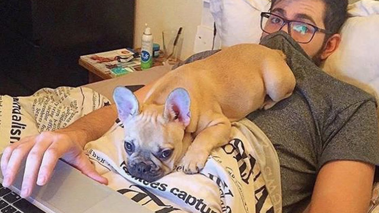 Hilarious French Bulldog Videos 🐶