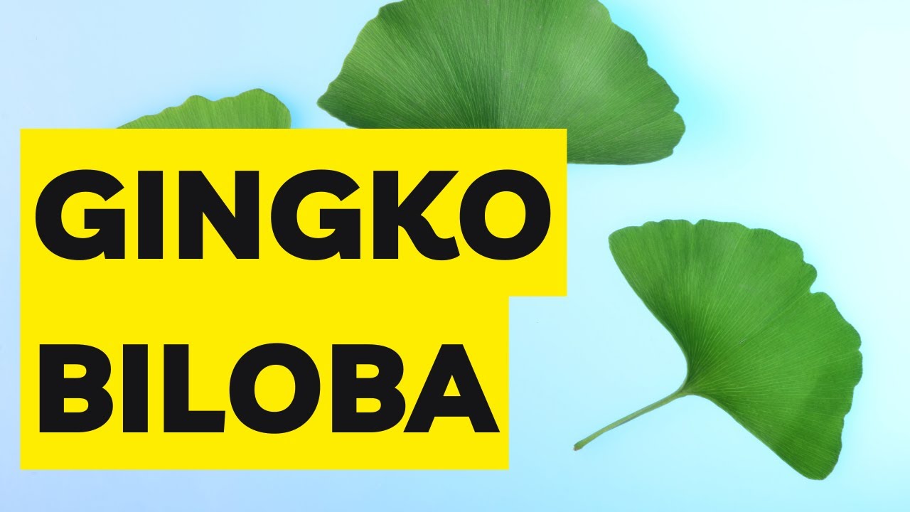 Ginkgo Biloba: Benefícios para a Saúde 🌿