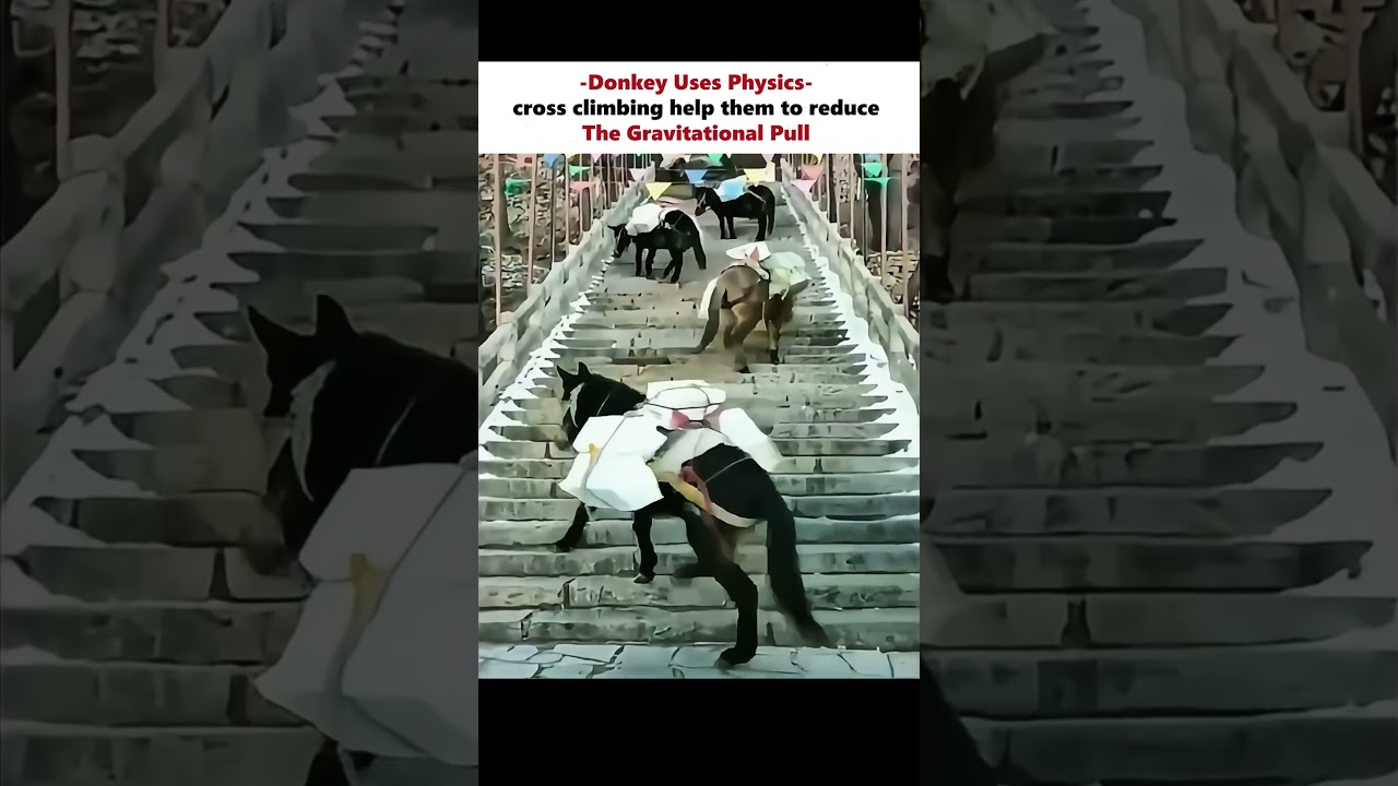 Physics in Nature: Why Donkeys Climb Sideways ๐พ