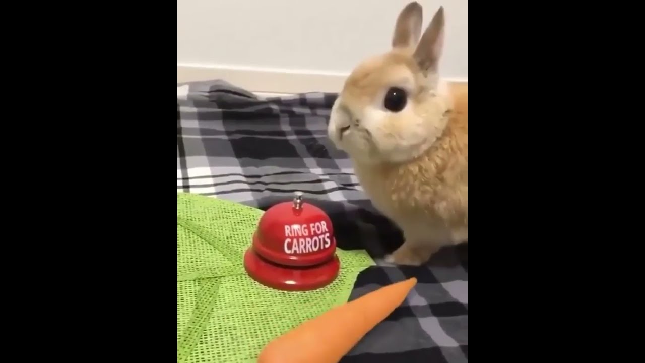 Adorable Rabbit Rings Bell for Carrots 🥕