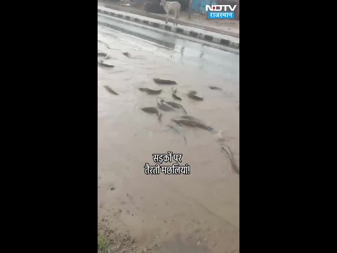 Rajasthan рдХреА рд╕рдбрд╝рдХреЛрдВ рдкрд░ рддреИрд░рддреА рдордЫрд▓рд┐рдпрд╛рдВ! | Rajasthan Weather | Rajasthan News