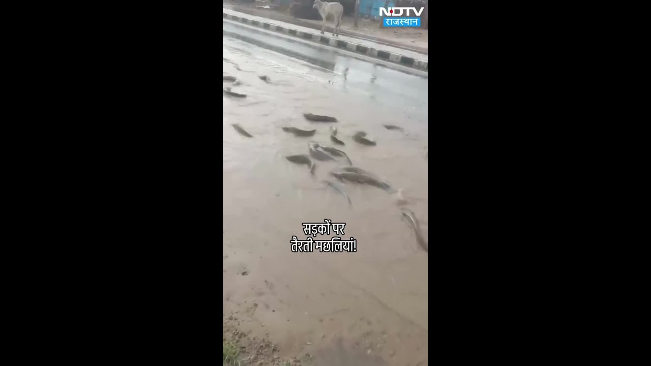 राजस्थान में भारी बारिश से सड़कों पर तैरती मछलियां! 🌧️ | मौसम और खबरें