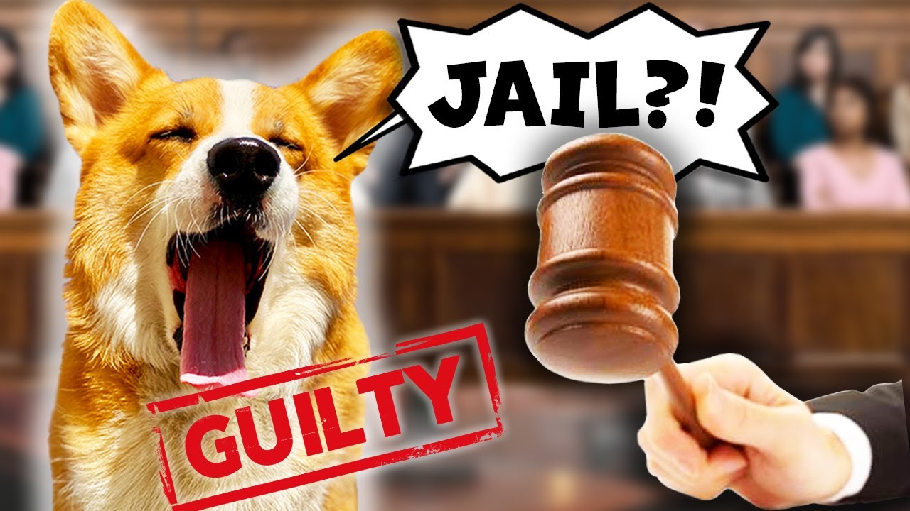 Corgi Hammy Faces Life Sentence ๐ถ