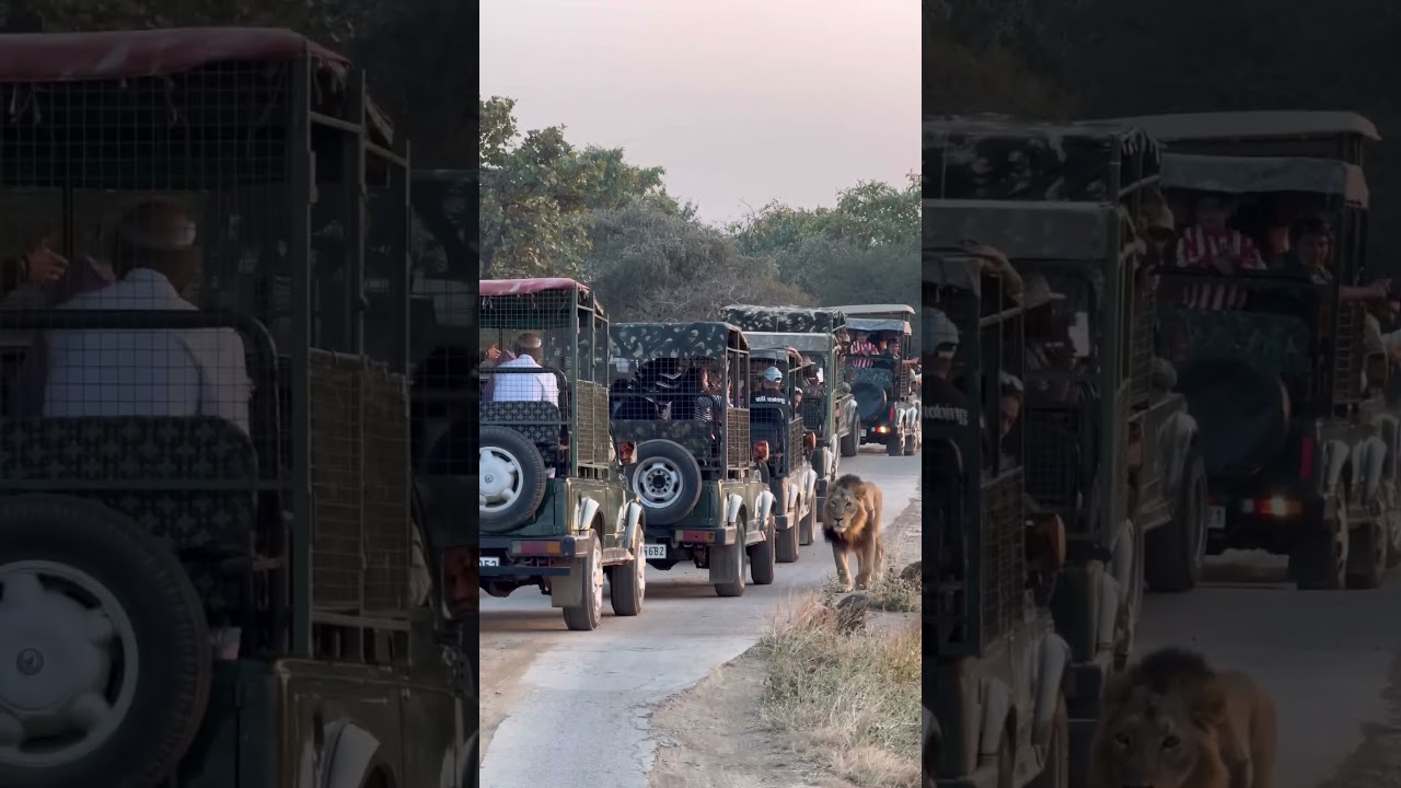 Explore Gir National Park 🐾 - Gujarat Tourism