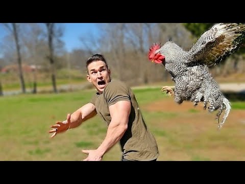Hilarious Animal Encounters 🐾