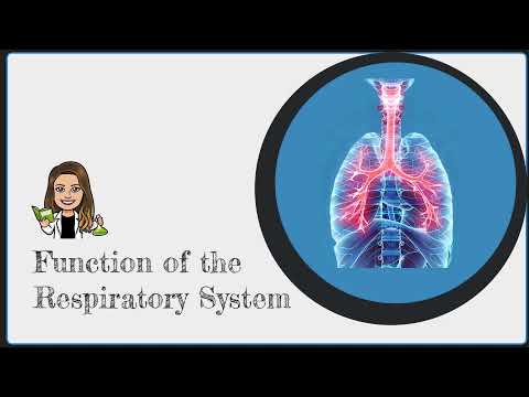 Respiratory System Functions Explained π«