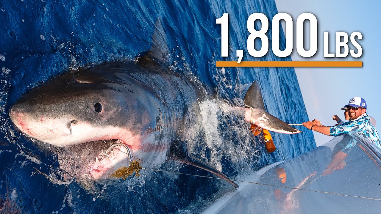 Massive Great White Shark caught while Fishing in Florida