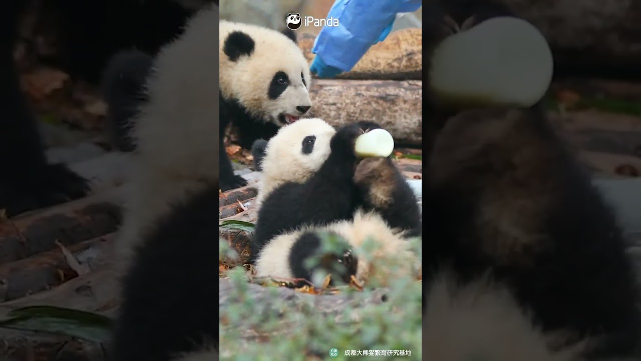 Adorable Baby Pandas Surrounded by Bottled Milk ๐ผ | iPanda Shorts