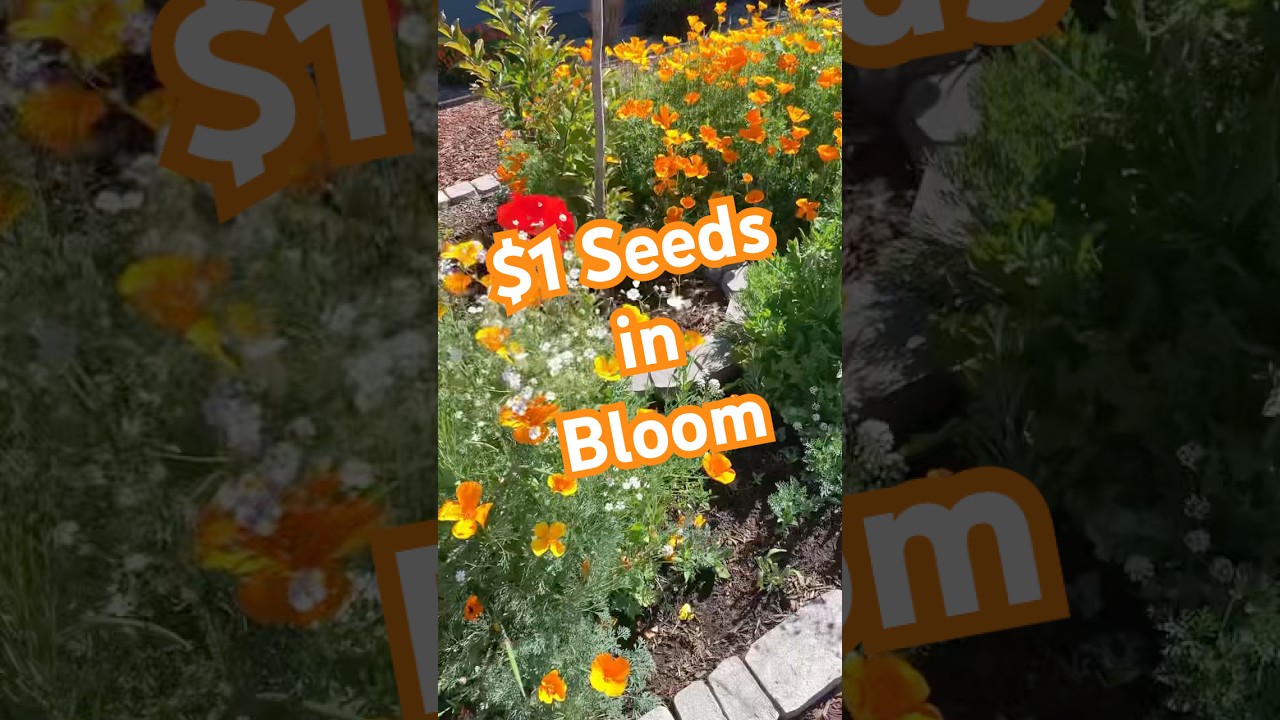 Wildflowers from Dollar Tree seeds are blooming! #gardening #budgetgarden #wildflowers #diygardening