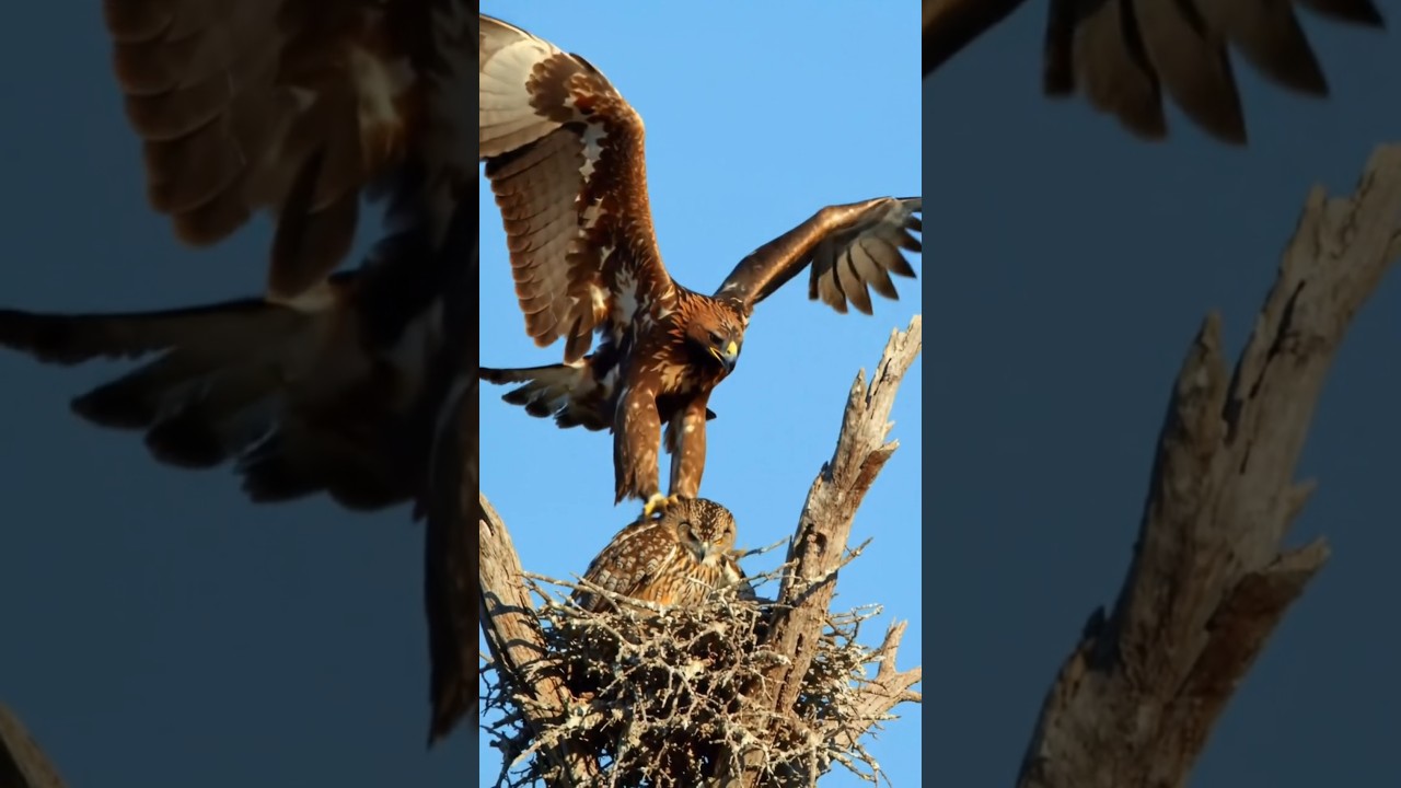 Eagle's Rare Daytime Hunt for Resting Owl 🦅
