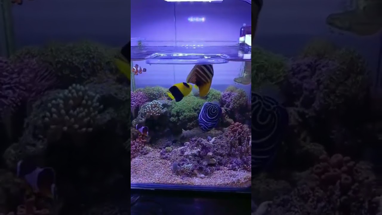 Lihat Aquarium Laut Nano yang Menakjubkan! 🌊