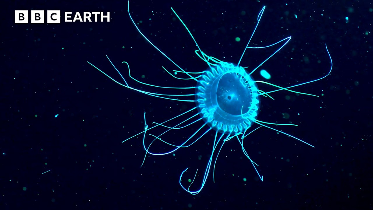 Wild Animals: Amazing Moments Caught on Camera 🐾