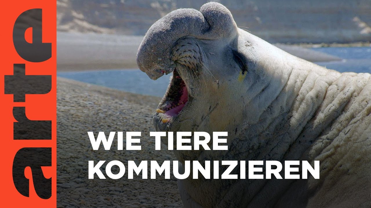 Die Sprache der Tiere: Das Tierreich entschlüsselt 🐾
