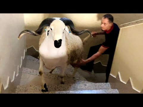 حولي واعر🥇بالصحة لي فيه🪜طالع سابقنا كجري بوحدو فالدروج 🐏❤️
