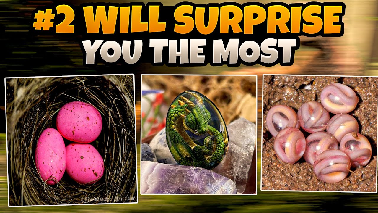 8 Most Unique Eggs In The World