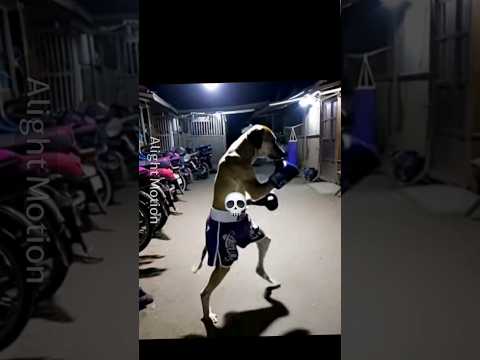 Best Dogs 💀👍 #shorts #phonk