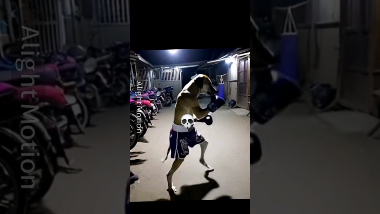 Top Dogs 🐶 #shorts #phonk