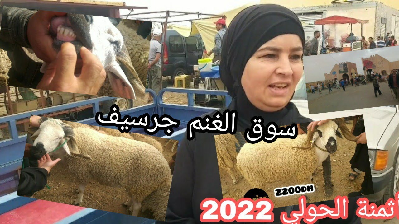 أسعار خروف العيد 2022 وأجواء سوق الثلاثاء بجرسيف 🐑
