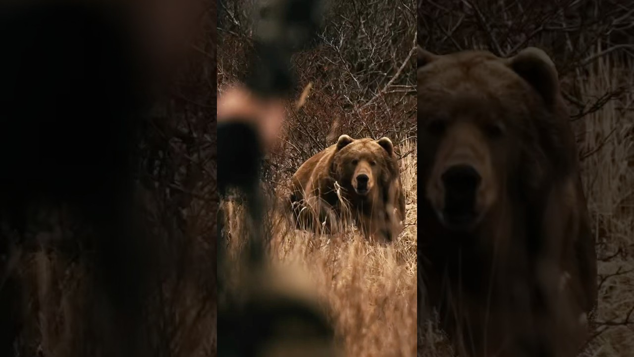 Close Encounter with a Massive Brown Bear 🐻 at 12 Steps