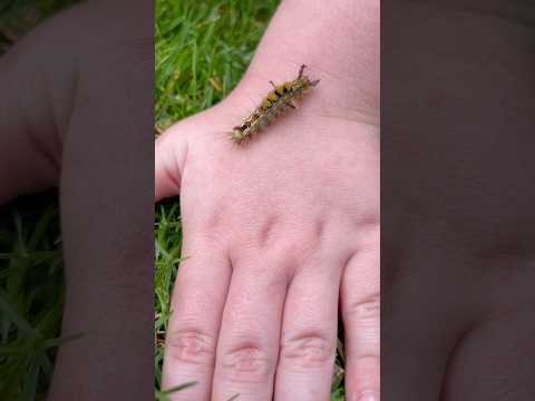 🐛 Caterpillar Song 🐛 #kidssongs #kidsvideo #singalong #children #kids #toddlers #babies #nature