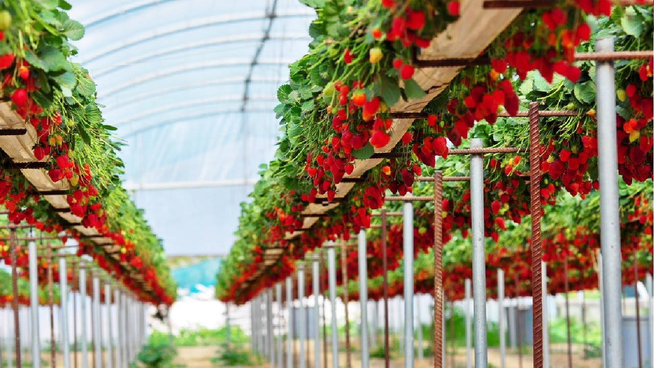 Hydroponic Strawberry Farming for Year-Round Harvest 🍓