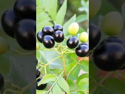 Grow Curry Leaf Plant from seed | рдмреАрдЬ рд╕реЗ рдХрд░реА рдкрддреНрддреЗ рдХрд╛ рдкреМрдзрд╛ #shorts #gardeningtips #gardening